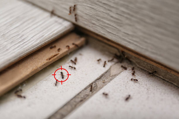 Wildlife Control Services in Grove City, FL