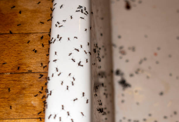 Best Affordable Pest Control Services  in Grove City, FL
