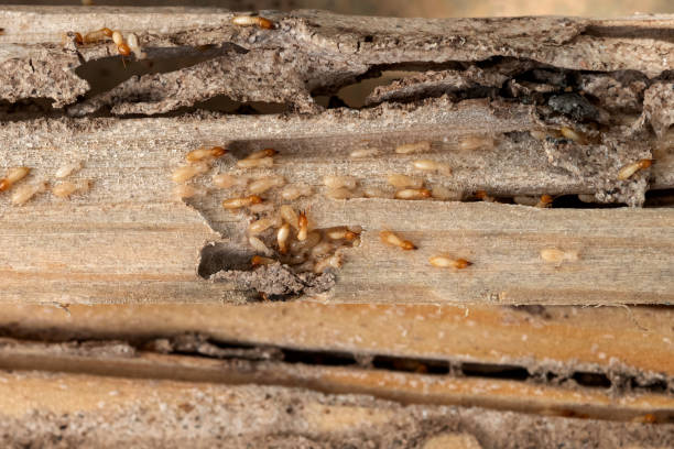 Best Wildlife Control Services  in Grove City, FL